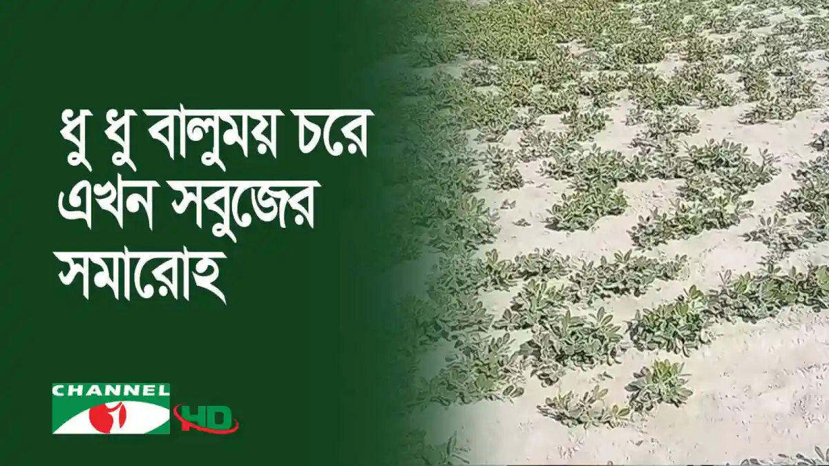চরাঞ্চলে ফসলের ক্ষেতে নতুন চাষাবাদ চলছে. Channel i News - চ্যানেল আই নিউজ