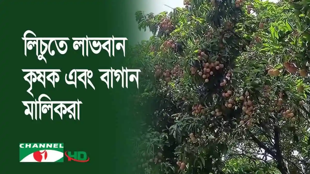 খাগড়াছড়িতে লিচুর ভালো ফলন, ঝুলছে ঝুরঝুরা লিচু গাছের ডালে. Channel i News - চ্যানেল আই নিউজ