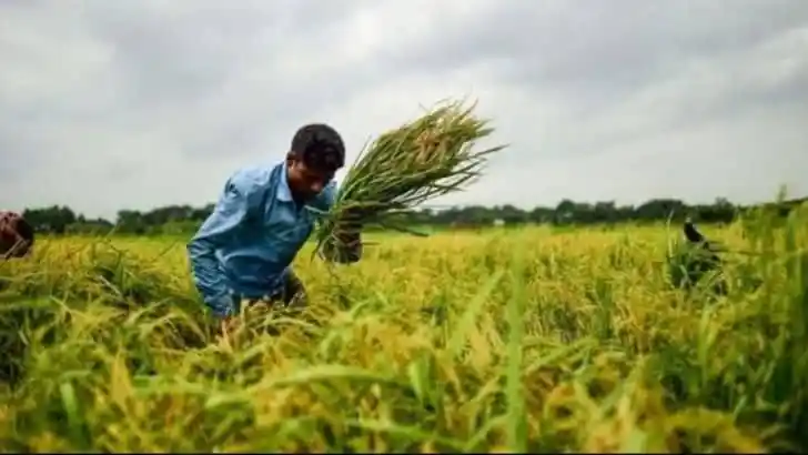 কৃষক ধান কাটছেন, বাংলাদেশের কৃষি ও অর্থনীতির জন্য গুরুত্বপূর্ণ. Channel i News - চ্যানেল আই নিউজ