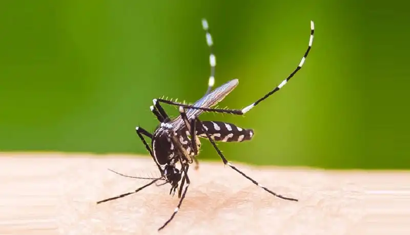 ডেঙ্গু মশার লার্ভা ওষুধের জন্য প্রস্তুত করা হচ্ছে. Channel i News - চ্যানেল আই নিউজ