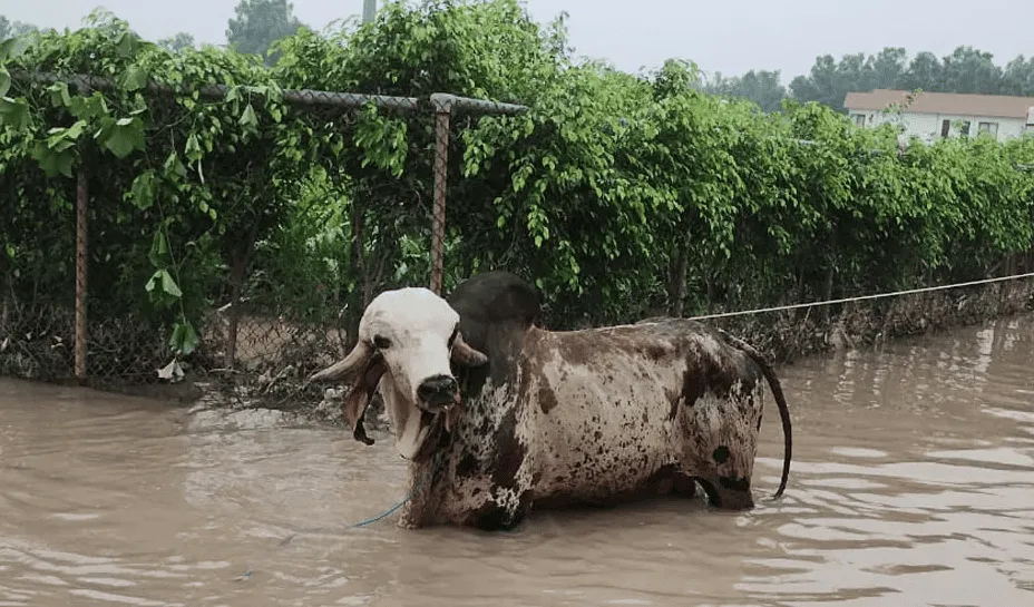 বন্যার পানিতে ভেসে আসা গরু উদ্ধার, জলমগ্ন ক্ষেতের পাশে. Channel i News - চ্যানেল আই নিউজ