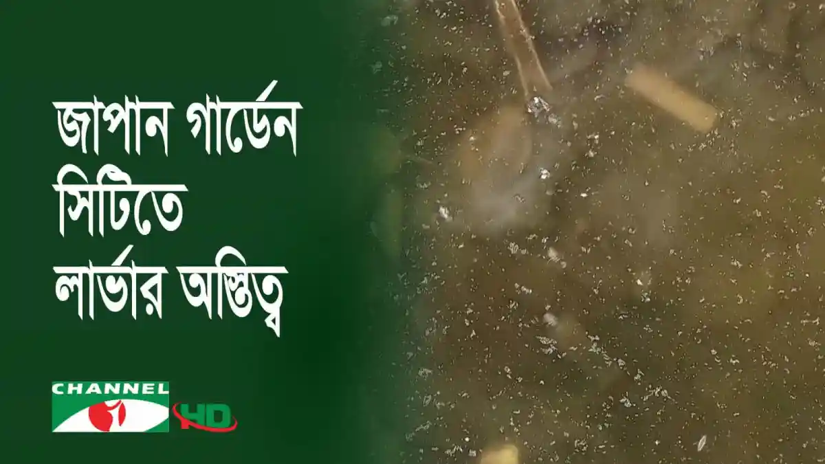 এডিস মশার লার্ভা পানির মধ্যে দেখা যাচ্ছে. Channel i News - চ্যানেল আই নিউজ