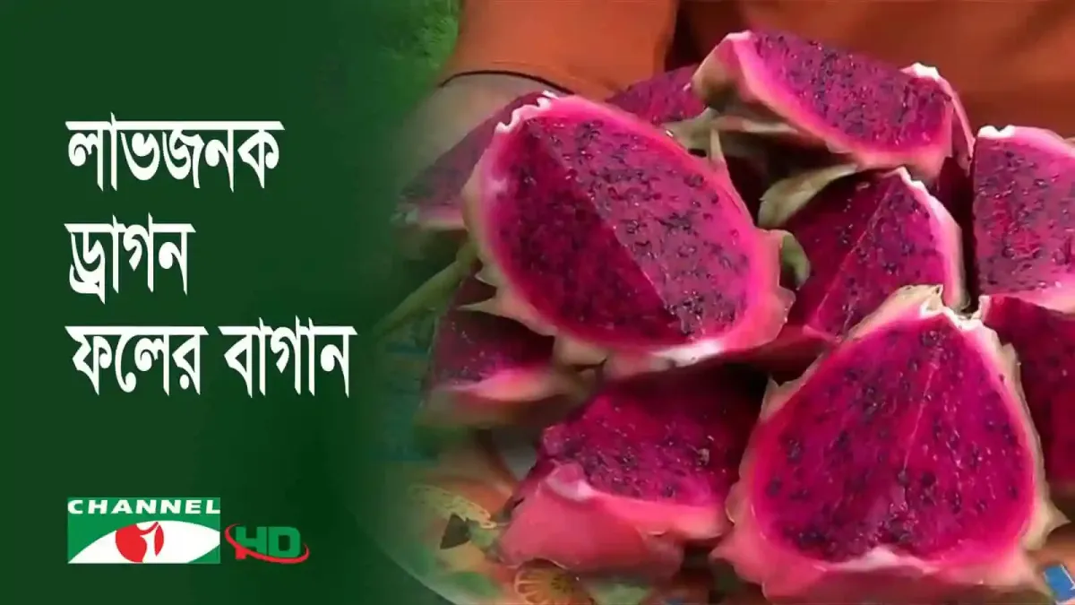 রঙিন ড্রাগন ফলের ছবি, স্বাস্থ্যকর ও পুষ্টিকর ফলের প্রদর্শনী. Channel i News - চ্যানেল আই নিউজ