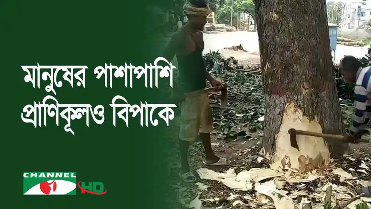 গাছ কাটার সময় শ্রমিক, রাস্তা সম্প্রসারণের জন্য কাজ চলছে. Channel i News - চ্যানেল আই নিউজ