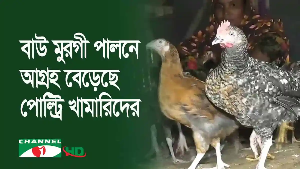 মেহেরপুরে বাউ মুরগীর খামার, পোল্ট্রি শিল্পের উন্নয়ন. Channel i News - চ্যানেল আই নিউজ