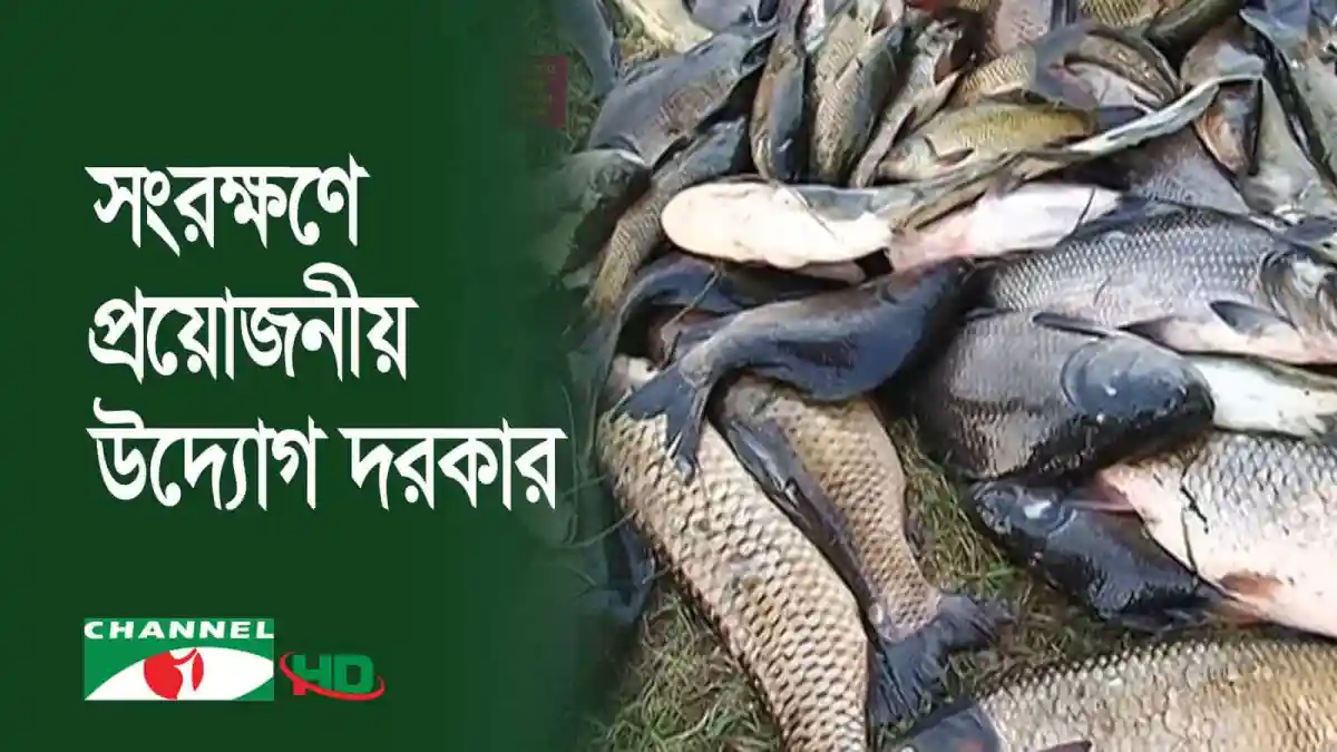 দেশীয় মাছের অবস্থা ও হারিয়ে যাওয়ার আশঙ্কা. Channel i News - চ্যানেল আই নিউজ