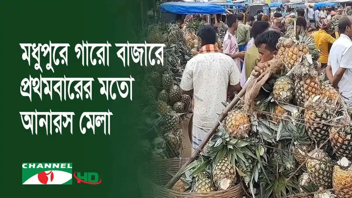 মধুপুরের গারো বাজারে আনারসের ভিড়, ক্রেতাদের উপস্থিতি. Channel i News - চ্যানেল আই নিউজ