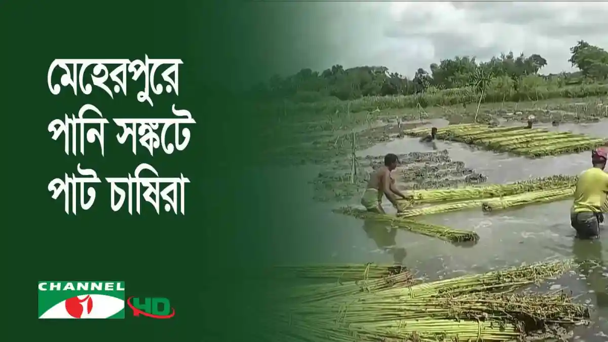 মেহেরপুরে পাট চাষিরা পানির সংকটে চাষাবাদ করছেন. Channel i News - চ্যানেল আই নিউজ
