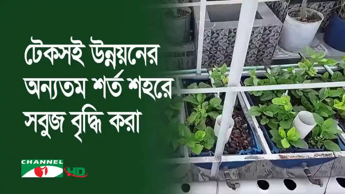 শহরে ছাদকৃষি চাষের জন্য সবুজ গাছপালা ও পাত্রের ছবি. Channel i News - চ্যানেল আই নিউজ