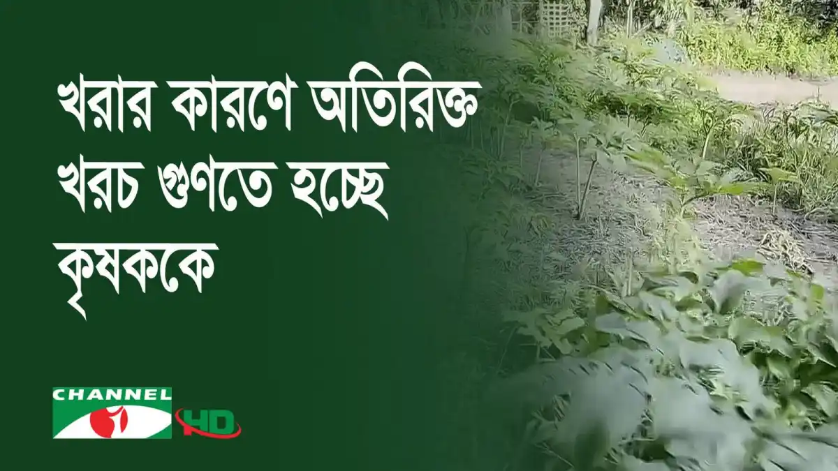 শরীয়তপুরে মাদ্রিজ ওল কচুর চাষের ছবি. Channel i News - চ্যানেল আই নিউজ