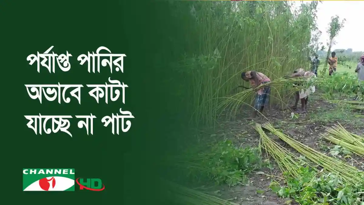 খরার কারণে সেচ দিয়ে রোপা আমন ধান আবাদ চলছে. Channel i News - চ্যানেল আই নিউজ