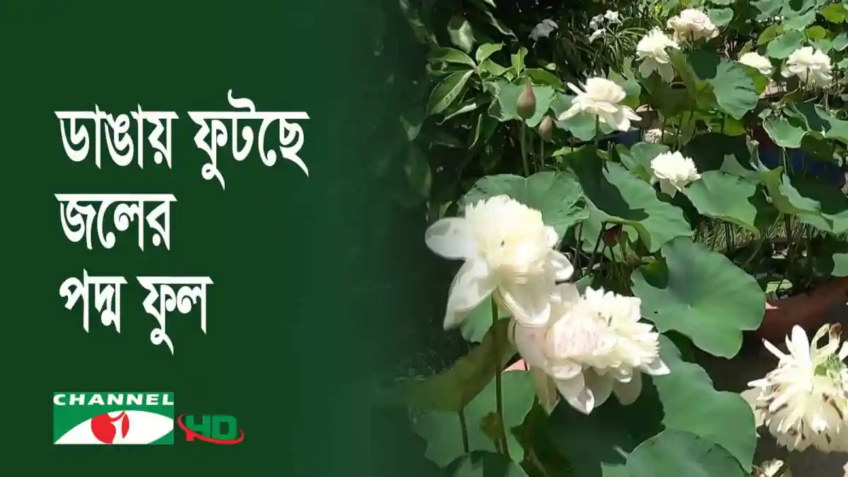ডাঙায় ফুটছে সুন্দর পদ্মফুলের ঝোপ. Channel i News - চ্যানেল আই নিউজ