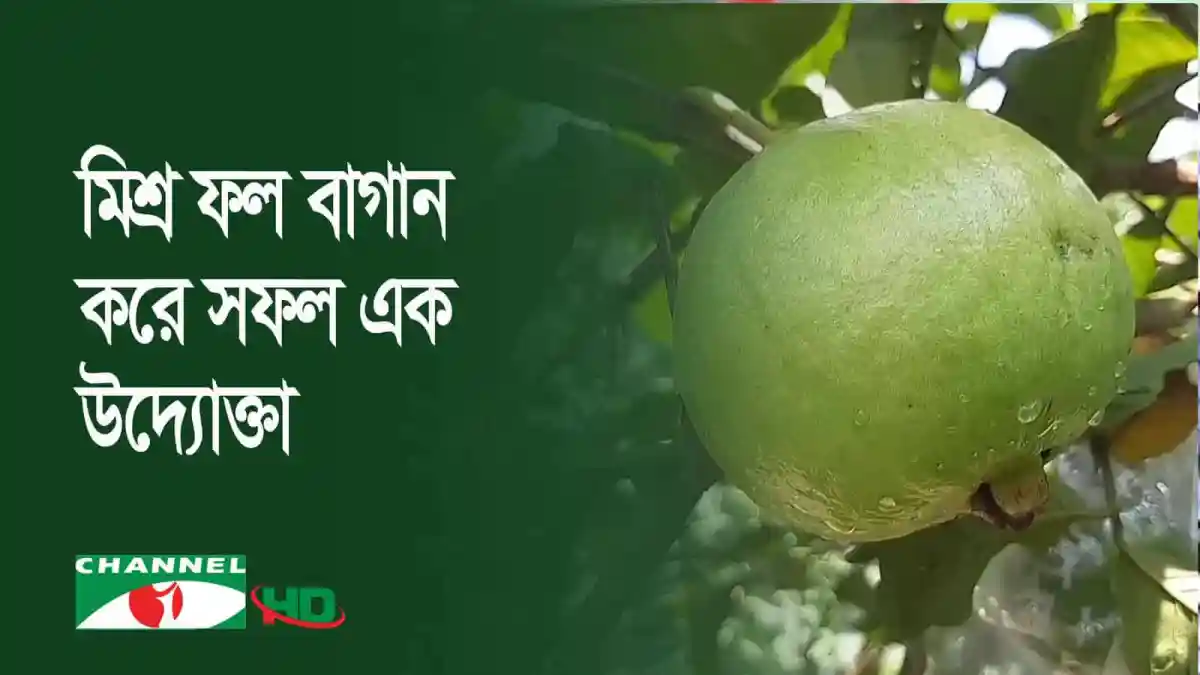 নিচে লেবুর ছবি, উপরে বাংলায় লেখা, চ্যানেল আই অনলাইন. Channel i News - চ্যানেল আই নিউজ