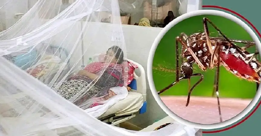 ডেঙ্গু মশার কামড়ে আক্রান্ত রোগীর চিকিৎসা চলমান. Channel i News - চ্যানেল আই নিউজ