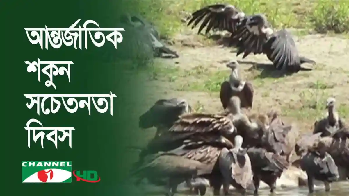 আন্তর্জাতিক শকুন সচেতনতা দিবসের জন্য শকুনের ছবি।. Channel i News - চ্যানেল আই নিউজ