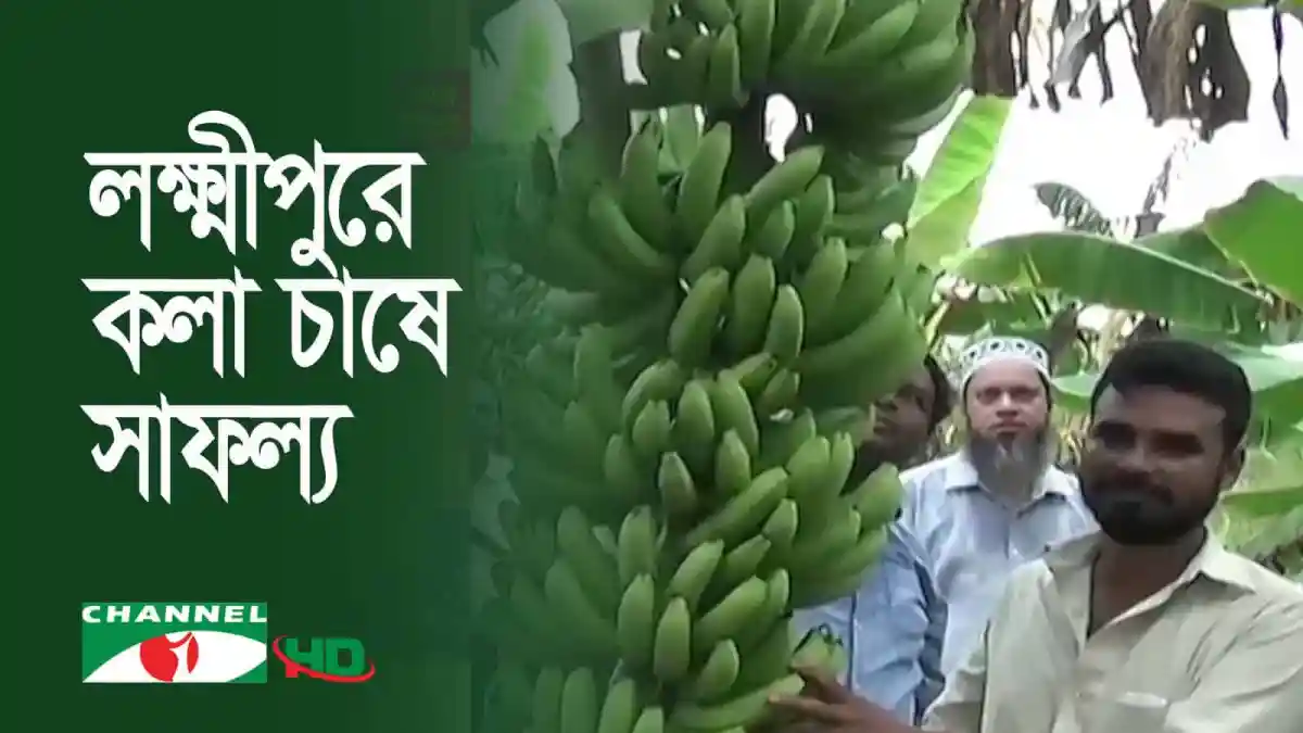 কলা চাষে সফল এক কৃষকের ছবি, ফলের গাছের পাশে দাঁড়িয়ে. Channel i News - চ্যানেল আই নিউজ
