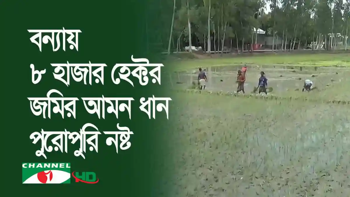 কুড়িগ্রামে বন্যায় ক্ষতিগ্রস্ত কৃষকরা ধান চাষে ব্যস্ত. Channel i News - চ্যানেল আই নিউজ