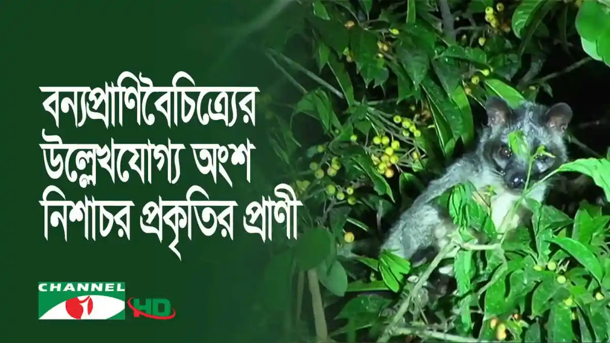 নিশাচর প্রাণী বন্যপ্রাণীর ছবি, গাছে লুকানো. Channel i News - চ্যানেল আই নিউজ