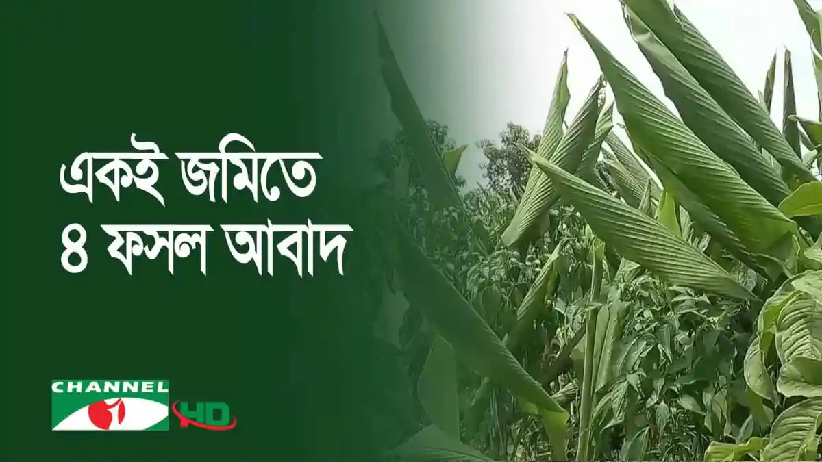 মেহেরপুরে একই জমিতে চার ফসলের চাষের দৃশ্য. Channel i News - চ্যানেল আই নিউজ