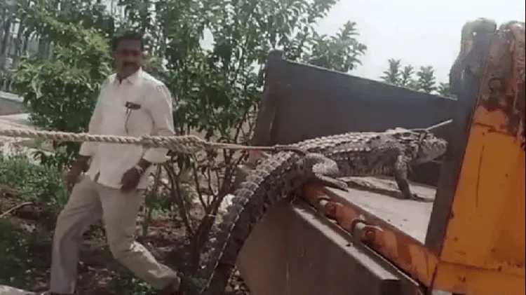 লোডশেডিংয়ের প্রতিবাদে বিদ্যুৎ অফিসে কুমির দেখা গেছে. Channel i News - চ্যানেল আই নিউজ