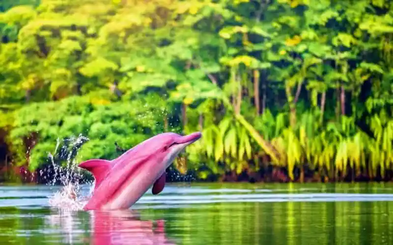 বিরল প্রজাতির ১২০টি গোলাপী ডলফিনের মধ্যে একটি জলাশয়ে লাফিয়ে উঠছে. Channel i News - চ্যানেল আই নিউজ