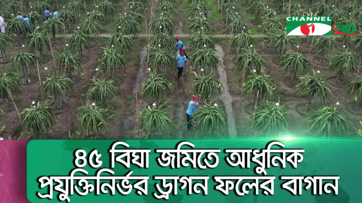 শ্রমিকরা ড্রিপিং করে আঙুরের গাছের পরিচর্যা করছেন. Channel i News - চ্যানেল আই নিউজ