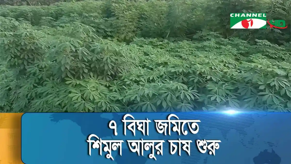 শিমুল আলুর চাষের জন্য ব্যাপক ক্ষেত্র প্রস্তুত. Channel i News - চ্যানেল আই নিউজ