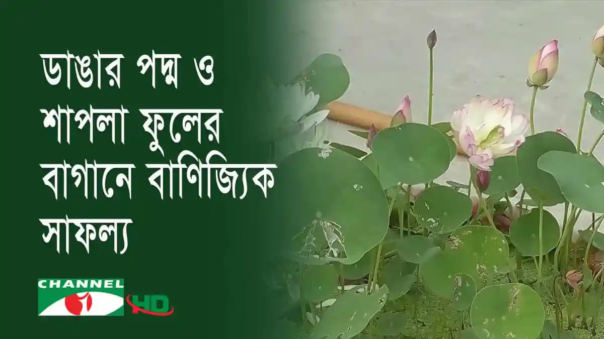 ডাঙায় পদ্ম ও শাপলা ফুলের সুন্দর বাগান, বাংলাদেশের প্রাকৃতিক সৌন্দর্য. Channel i News - চ্যানেল আই নিউজ