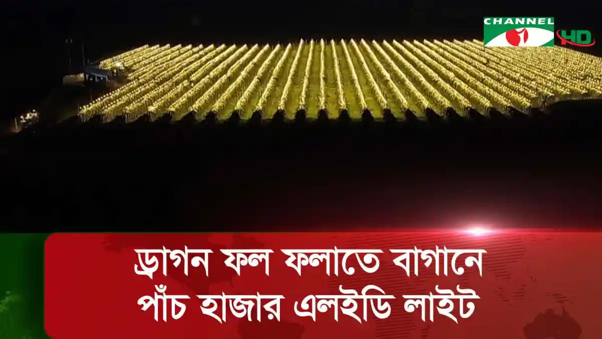 ড্রাগন ফল চাষের জন্য এলইডি লাইটের সাহায্যে আলো জ্বালানো হচ্ছে. Channel i News - চ্যানেল আই নিউজ