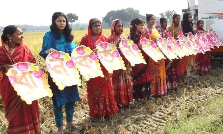 মাগুরায় সমলয় ভিত্তিক রোপা আমনের ধান কাটা উৎসবের অংশগ্রহণকারী নারীরা. Channel i News - চ্যানেল আই নিউজ