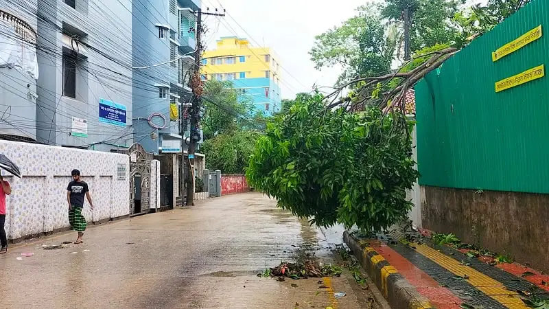 বৃষ্টির কারণে ভেঙে পড়া গাছের শাখা রাস্তার উপর. Channel i News - চ্যানেল আই নিউজ