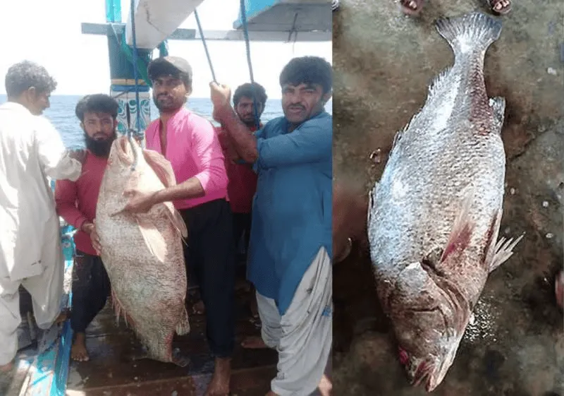 বড় মাছ ধরে জেলেরা আনন্দে উদযাপন করছে, মাছ বিক্রির জন্য প্রস্তুত।. Channel i News - চ্যানেল আই নিউজ