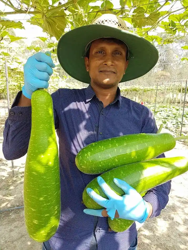 বাংলাদেশি কৃষক বড় আকারের শসা নিয়ে ছবি তুলছেন. Channel i News - চ্যানেল আই নিউজ