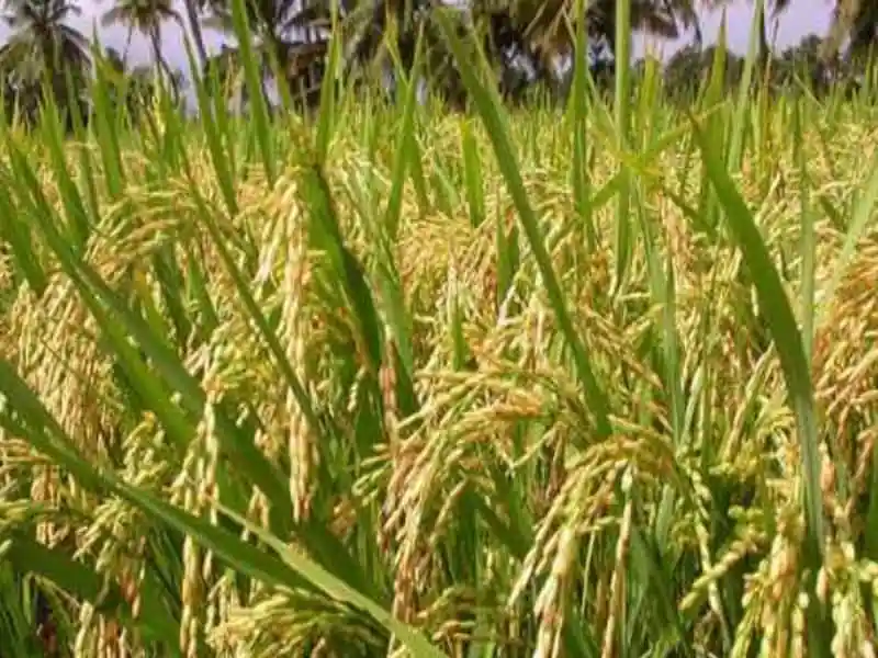 বাংলাদেশের কৃষি উৎপাদনে গুরুত্বপূর্ণ সার কারখানা. Channel i News - চ্যানেল আই নিউজ