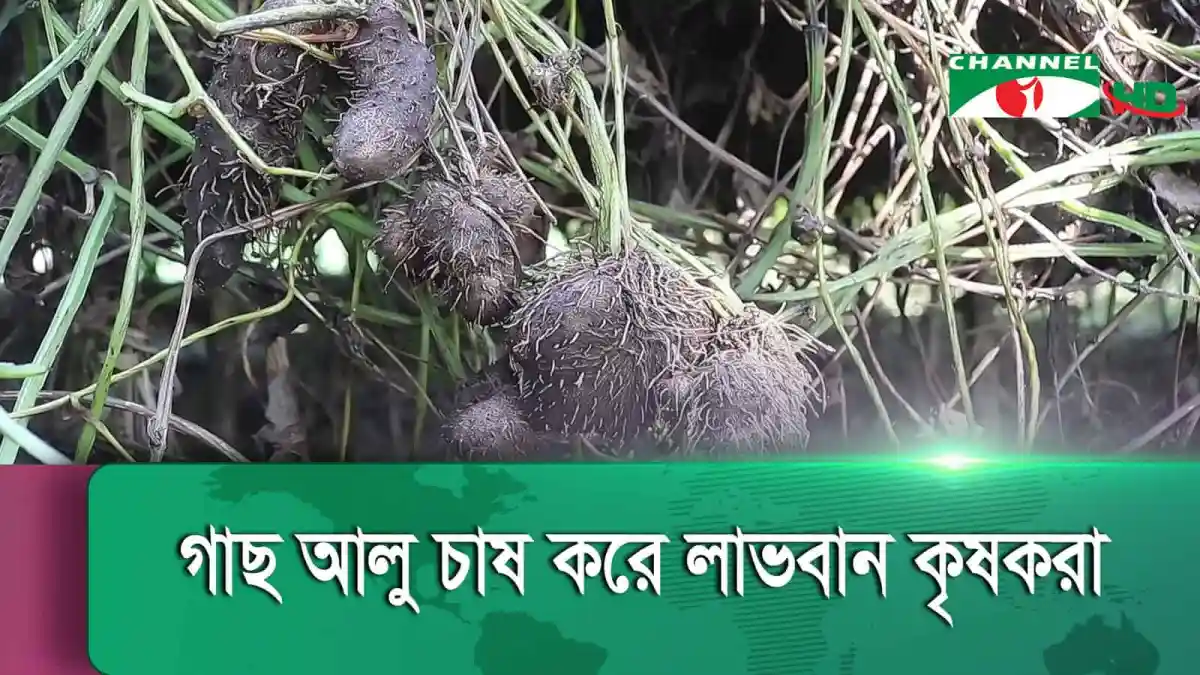 নওগাঁয় গাছ আলু চাষের জন্য বড় আকারের গাছের ছবি. Channel i News - চ্যানেল আই নিউজ
