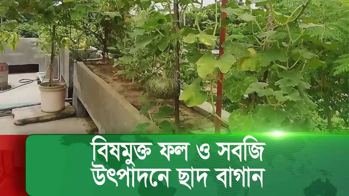 ছাদ বাগানে সবজি ও ফুলের গাছের সুন্দর দৃশ্য. Channel i News - চ্যানেল আই নিউজ