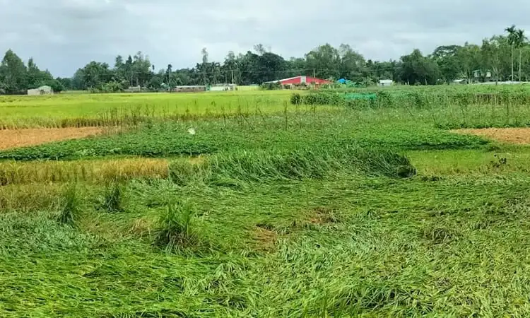 ঘূর্ণিঝড় মিধিলির কারণে কক্সবাজারের কৃষি ক্ষতিগ্রস্ত. Channel i News - চ্যানেল আই নিউজ