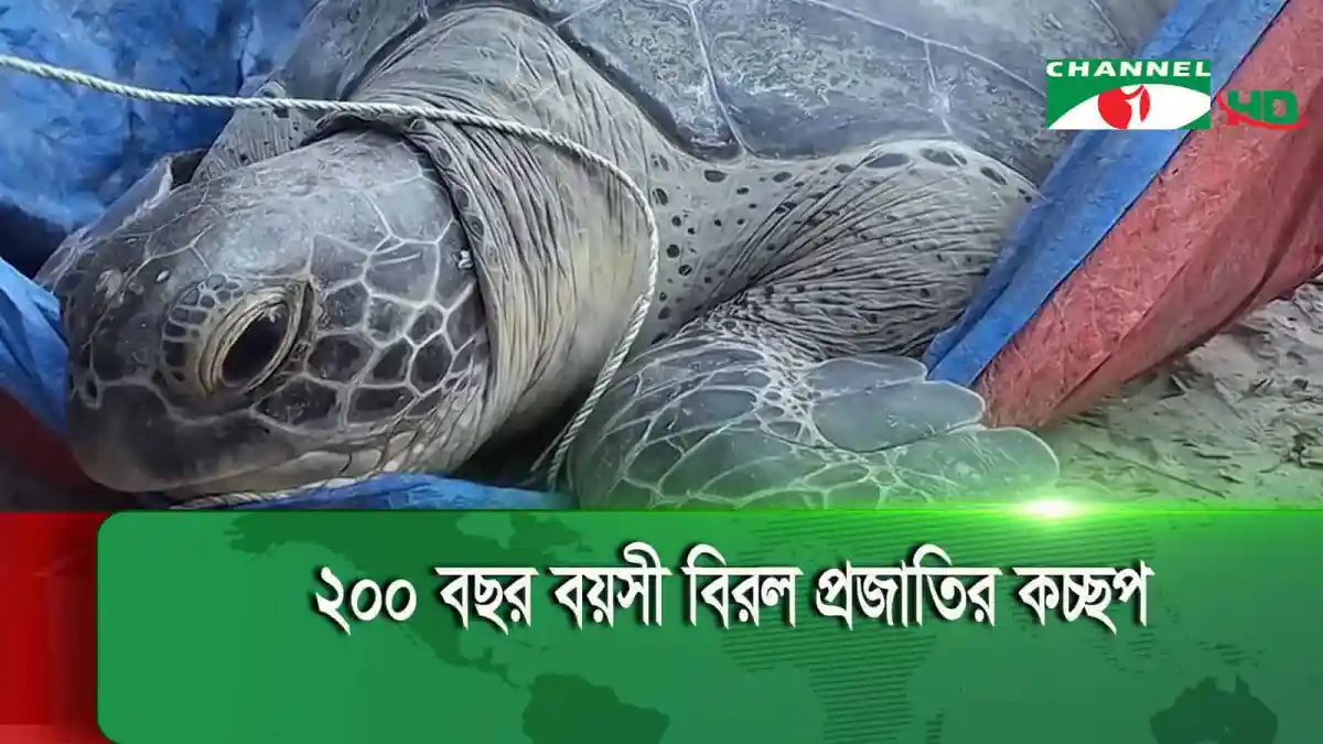 বিরল প্রজাতির কচ্ছপ উদ্ধার, হাইমচরে অবমুক্ত করা হচ্ছে. Channel i News - চ্যানেল আই নিউজ