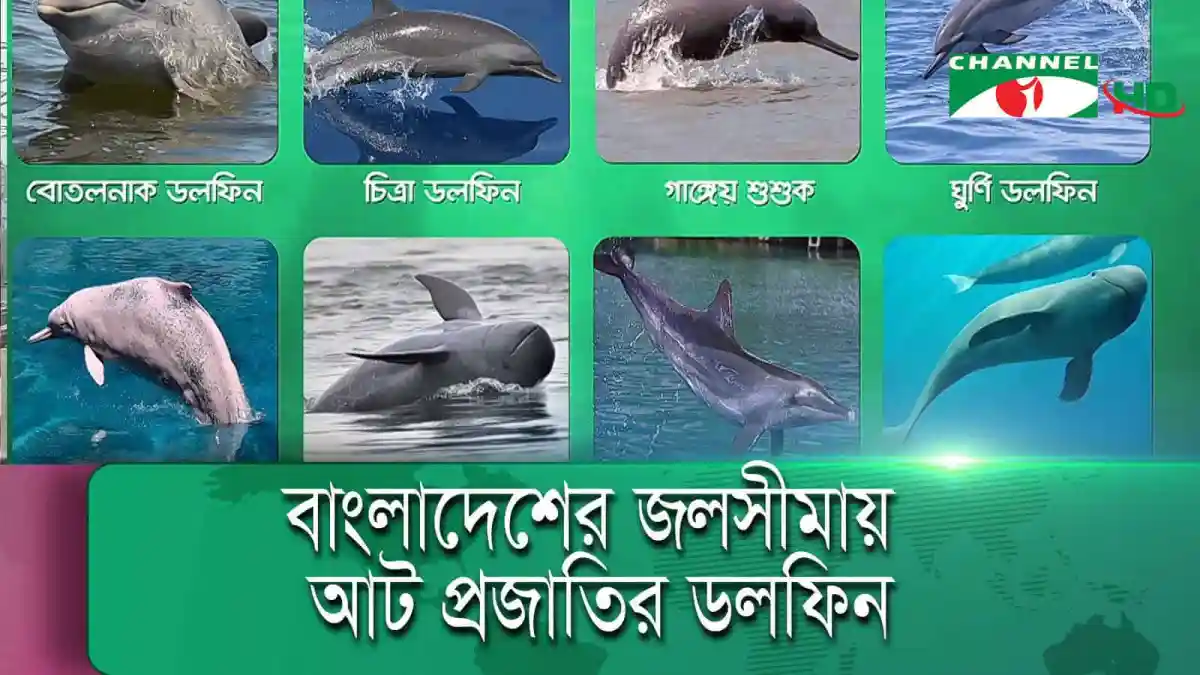 বাংলাদেশের জলসীমায় আট প্রজাতির ডলফিনের ছবি. Channel i News - চ্যানেল আই নিউজ