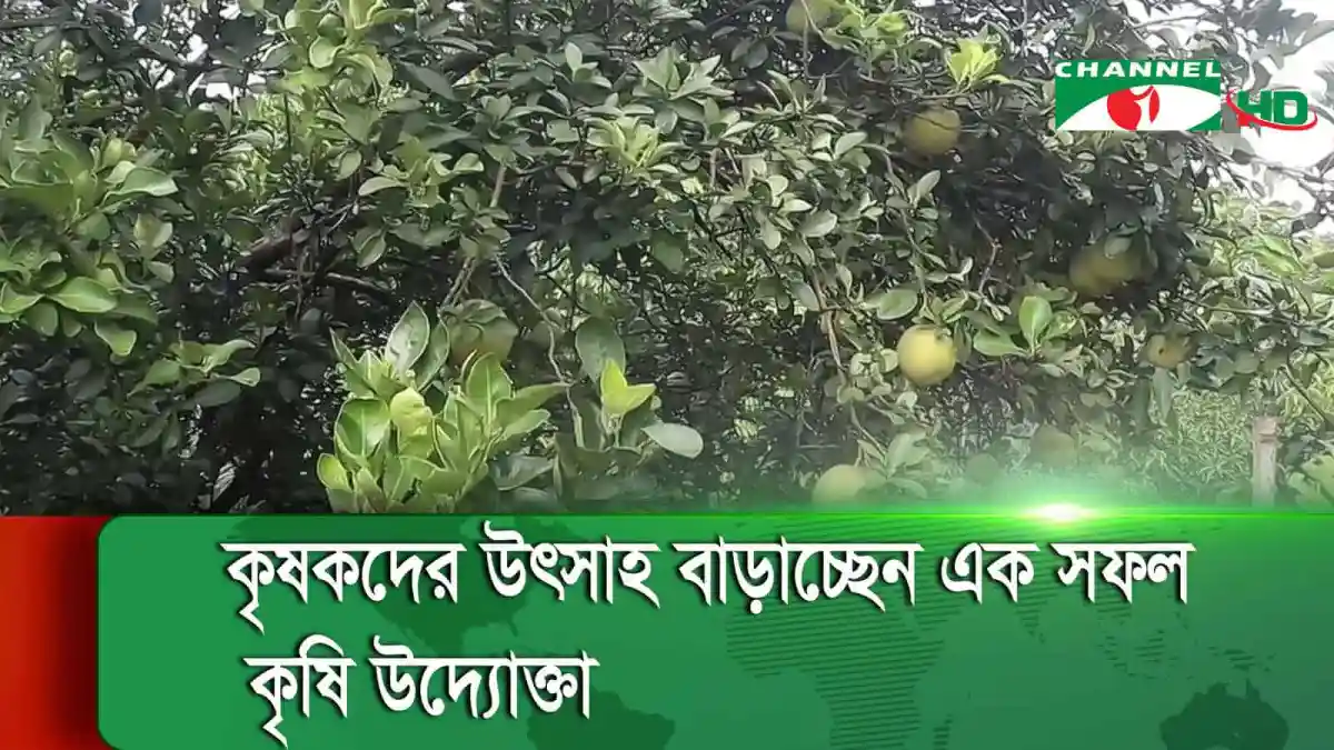 উচ্চ ফলনশীল আপেল গাছের ছবি, কৃষকদের সফলতা. Channel i News - চ্যানেল আই নিউজ