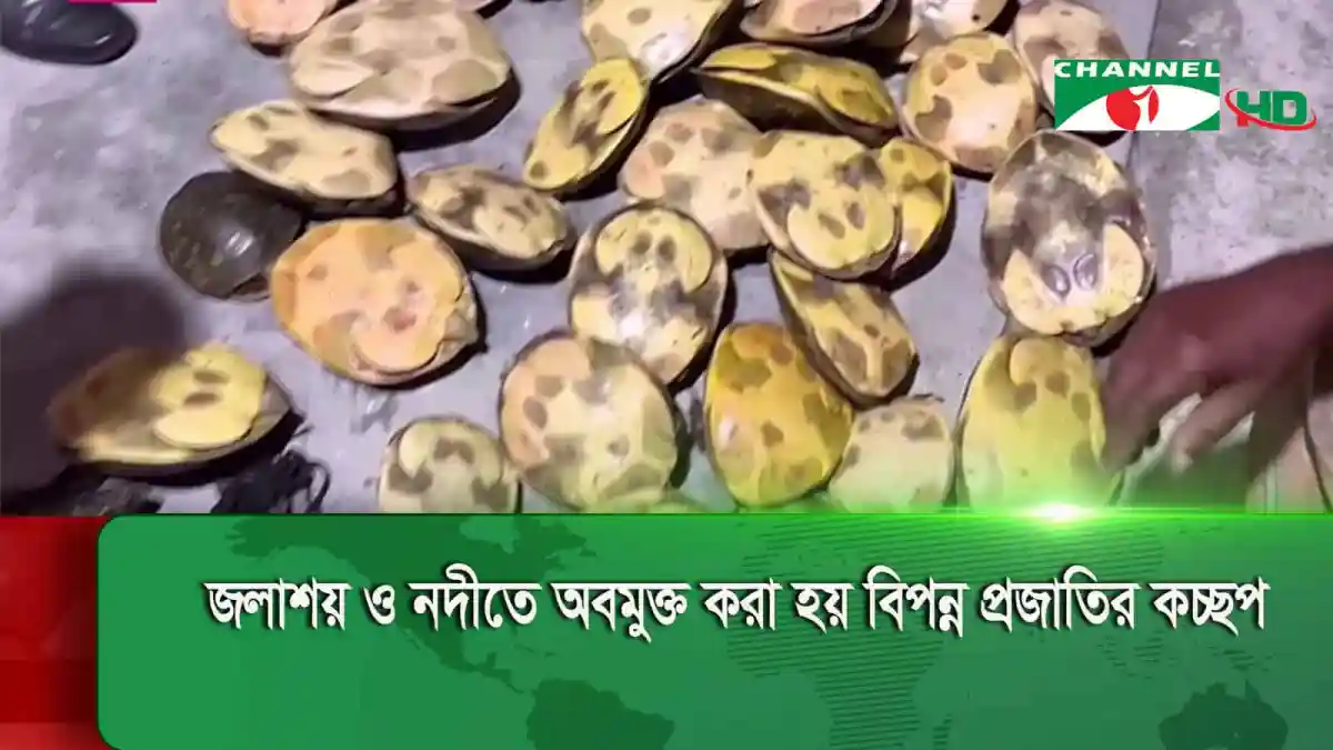বন বিভাগের কচ্ছপ ও পাখি উদ্ধার, বিপন্ন প্রজাতির প্রাণী. Channel i News - চ্যানেল আই নিউজ