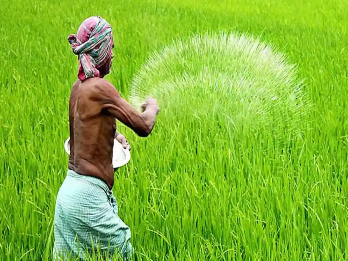 কৃষক সুষম সার ব্যবহার করে ধানের ক্ষেতে কাজ করছেন. Channel i News - চ্যানেল আই নিউজ