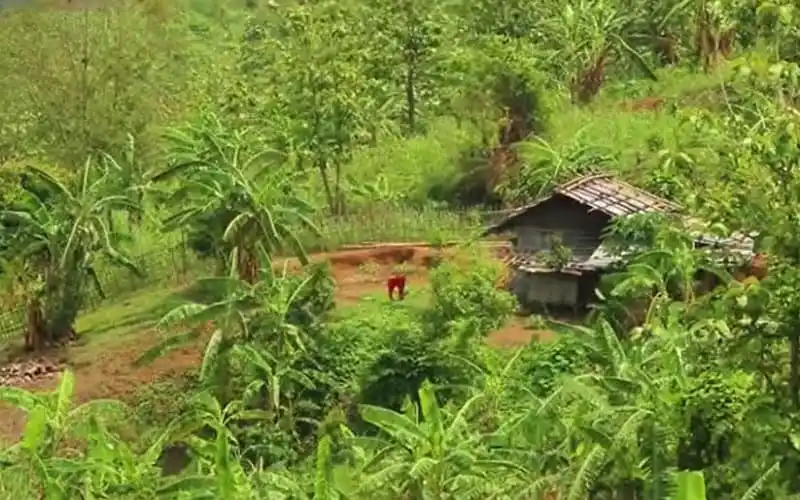 Lush green rural landscape with banana trees and a small hut in Bangladesh. Channel i News - চ্যানেল আই নিউজ