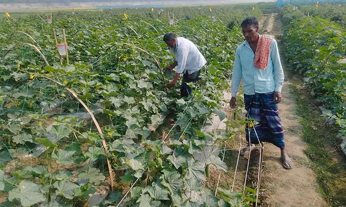 কৃষকরা মাটির স্বাস্থ্য রক্ষায় সুষম সার ব্যবহার করছেন. Channel i News - চ্যানেল আই নিউজ