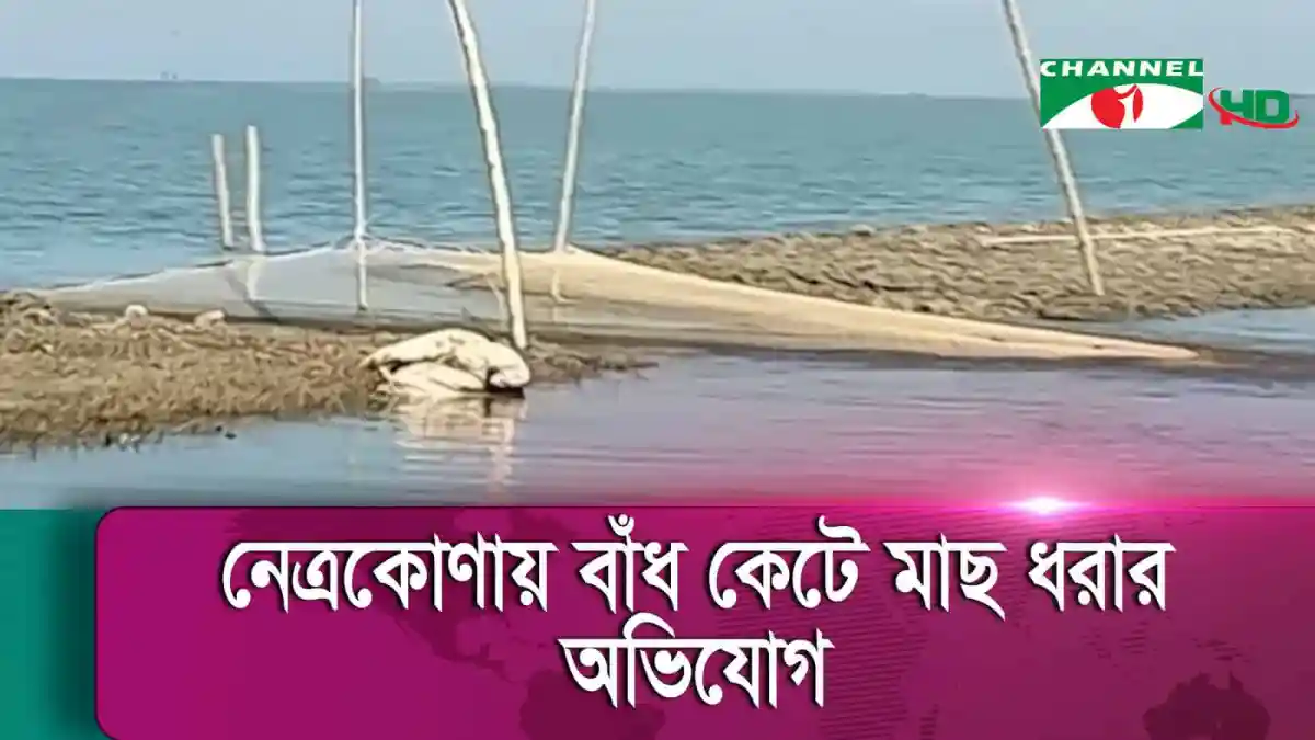 নেত্রকোণায় বাঁধ কেটে মাছ ধরার অভিযোগ, জলাবদ্ধতা সৃষ্টি. Channel i News - চ্যানেল আই নিউজ