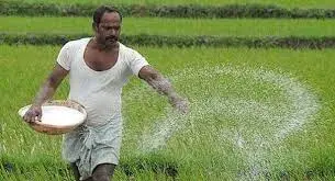 কৃষক সুষম সার ব্যবহার করে ধান ক্ষেতের পরিচর্যা করছেন. Channel i News - চ্যানেল আই নিউজ