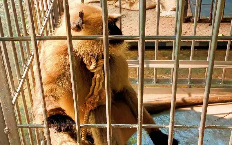 বিড়াল ও বানর একটি জাল দিয়ে ঘিরে রাখা খাঁচায় বন্দি. Channel i News - চ্যানেল আই নিউজ