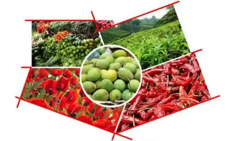 বাংলাদেশের বিভিন্ন কৃষিজাত পণ্য ও প্রক্রিয়াজাতকরণ শিল্পের ছবি. Channel i News - চ্যানেল আই নিউজ