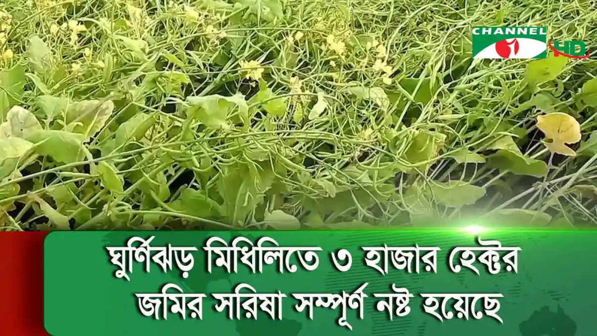 ঘূর্ণিঝড় ও বৃষ্টিতে সরিষা ক্ষতিগ্রস্ত মাগুরার কৃষি জমি. Channel i News - চ্যানেল আই নিউজ