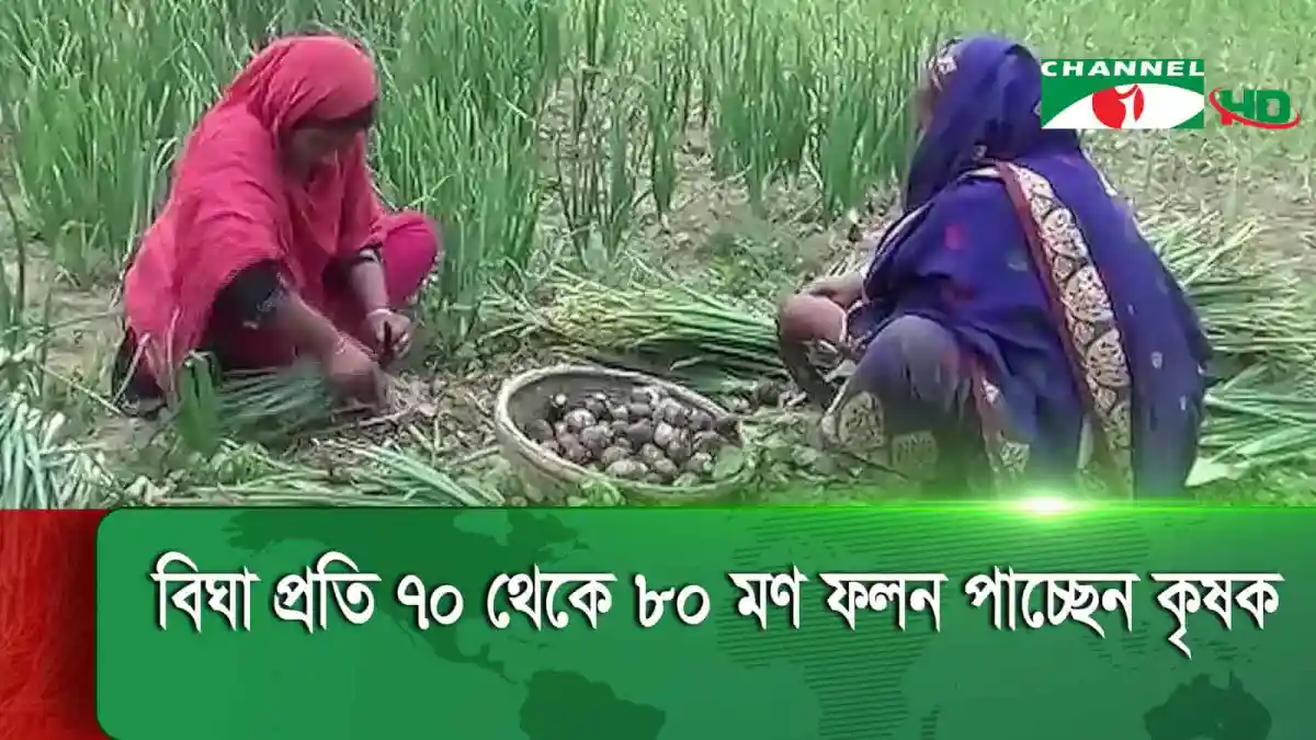 নাটোরে গ্রীষ্মকালীন এন ৫৩ পেঁয়াজ চাষের দৃশ্য।. Channel i News - চ্যানেল আই নিউজ